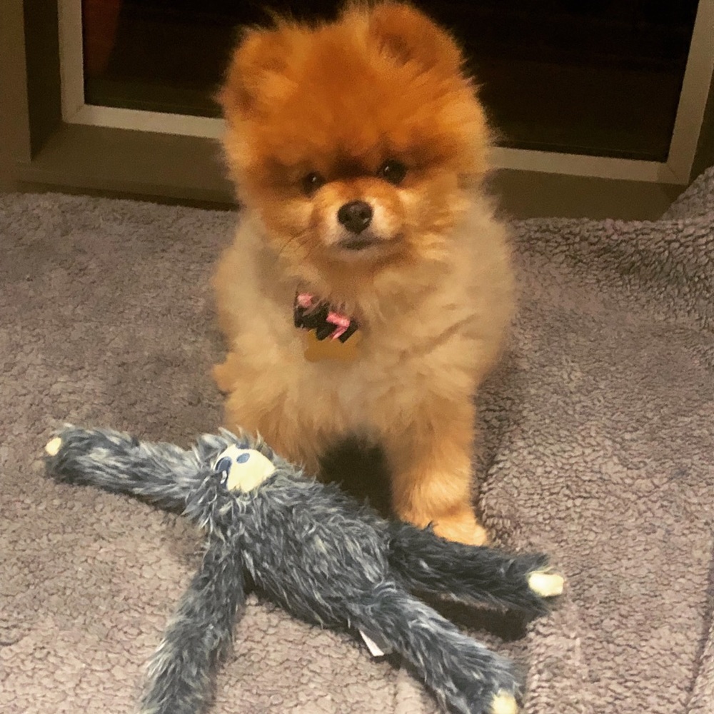 Meet your Posher, Sophia